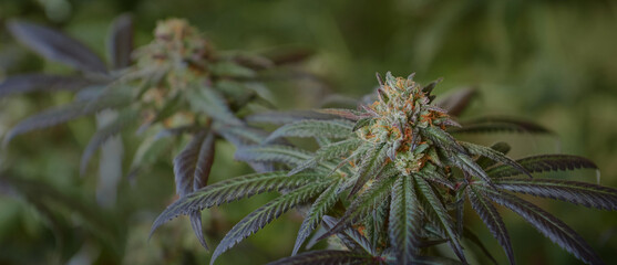 Naklejka na ściany i meble ripe cannabis bud panoramic background
