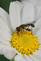 Vertical closeup on a Thick legged hoverfly, Syritta pipiens sitting on a white yellow flower
