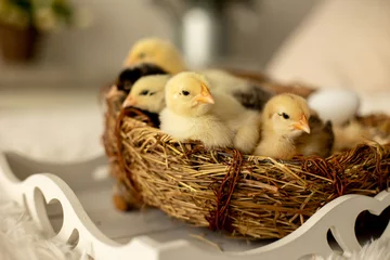 Poster Im Rahmen Little newborn chicks in a nest, cute newborn birds sleeping © Tomsickova
