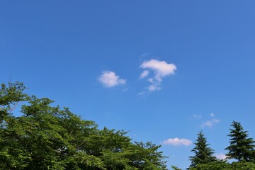 爽やかな青空　癒しの新緑　ネーブルパーク