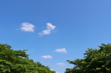 爽やかな青空　癒しの新緑　ネーブルパーク