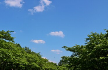 爽やかな青空　癒しの新緑　ネーブルパーク