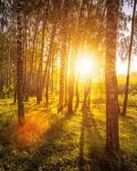 Sunrise in a birch forest on a sunny summer morning with fog.