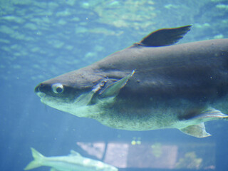 Fototapeta premium Mekong giant catfish (Pangasianodon gigas) is a large, threatened species of catfish swimming in aquarium big fish tank