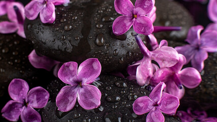 beautiful spa setting of zen basalt stones with drops, lilac closeup