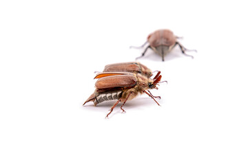 May beetle close-up isolated on a white background