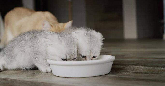 Two cute kittens eat from a common bowl
