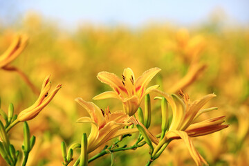 Obraz premium blooming Daylily(Hemerocallis fulva) flowers and buds,close-up of yellow flowers blooming in the garden 