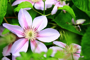Fototapeta premium blooming Clematis hybridas(Vase vine) flowers,close-up of Clematis hybridas flowers blooming in the garden 
