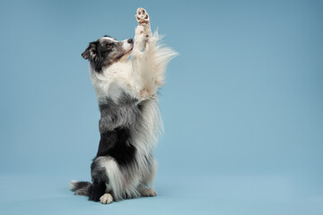 dog waving paw, blue marble on a blue background. Obedient and beautiful border collie