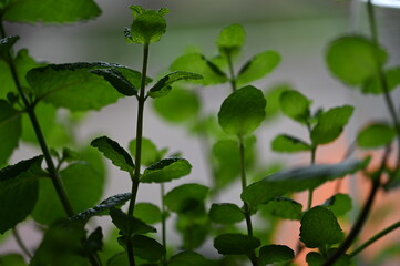 Dream of mint leaf twigs with a pleasant background with an orange accent
