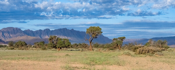 Namibia, panorama of the savannah, wild landscape with mountains in background
