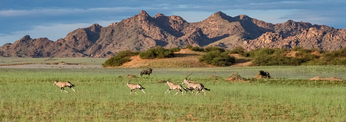 Namibia, oryx  herd running in the savannah, red rocks in background, and gnus
