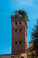 Fototapeta na wymiar Guinigi Tower in Lucca historic center, Italy