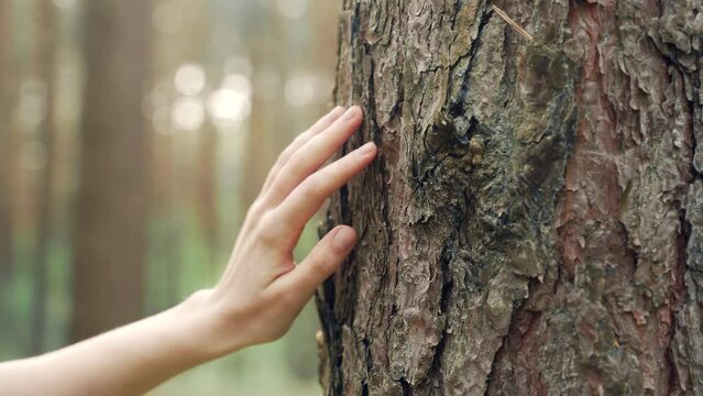 Female hand touches a tree in the forest. People and nature. Close up fingers a young girl or woman stroking woods environment conservation concept. Harmony Calm Relaxation. Save Earth Green Planet
