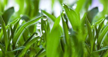 peat growing cover of green lawn, wet grass with water drops after watering, environmentally friendly background on the theme of lawn care landscaping close-up.