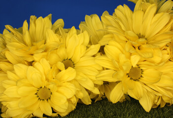 Fototapeta premium Bright Yellow Chrysanthemums Close up in outdoor lighting