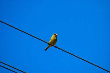 Żółty ptak dzwoniec zwyczajny siedzący na linii wysokiego napięcia na niebieskim tle - obrazy, fototapety, plakaty