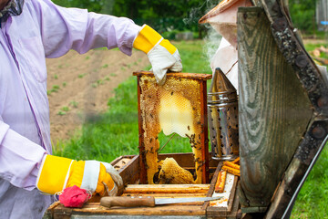 Beekeeper takes out honeycomb from beehive. Person in beekeeper suit taking honey from hive. Farmer...