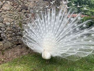 White peacock