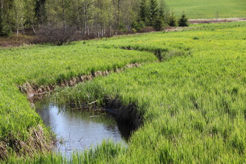 tourbière haut jura