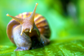 snail on leaf