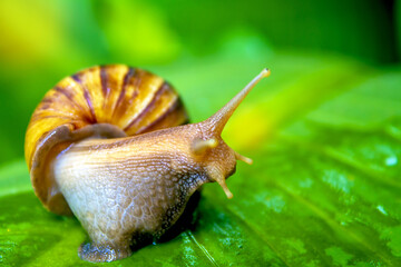 snail on a leaf