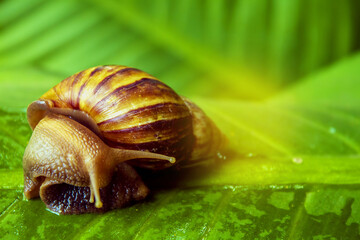 snail on a leaf