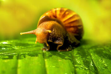 snail on a leaf