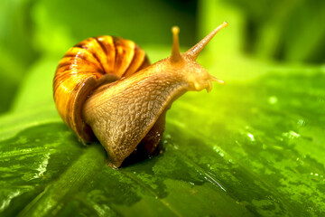 snail on leaf