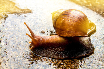 snail
