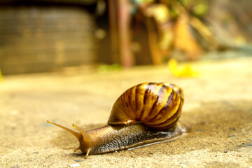 snail on the road
