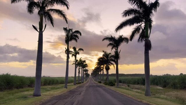 Beautiful road with green coconut trees at sunset background