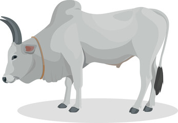 Zebu bull. Brahman cattle. Vector illustration