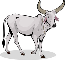 bull walks into the ground, Indian bull