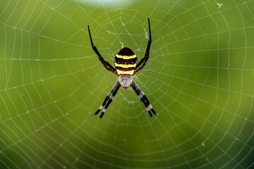 silk spider - Nephila clavata - is a waiting for its prey in spiderweb.