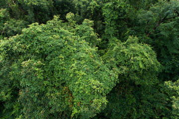 Aerial view of beautiful forest mountain landscape