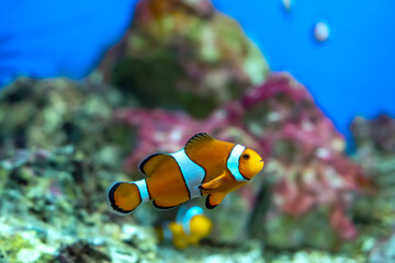 Fish Amphiprion ocellaris swimming in the wild. This is a species of clownfish in the genus Amphiprion in the family Thia. This species was first described in 1830 . - obrazy, fototapety, plakaty
