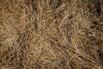 Closeup of old aged dry grass straw texture background