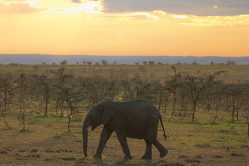 Obraz na płótnie Canvas African Elephant at Sunset