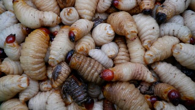 Close up Coconut beetle worm,Coconut beetle worm have beetle larvae and protein food for human,small worm in coconut trees,