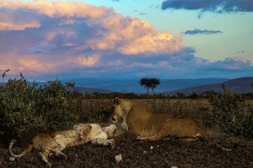 Two Lions Playing at Sunset