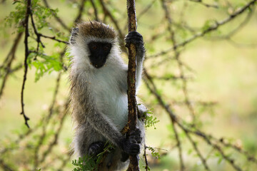 Vervet Monkey in Tree
