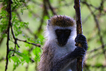 Vervet Monkey in Tree