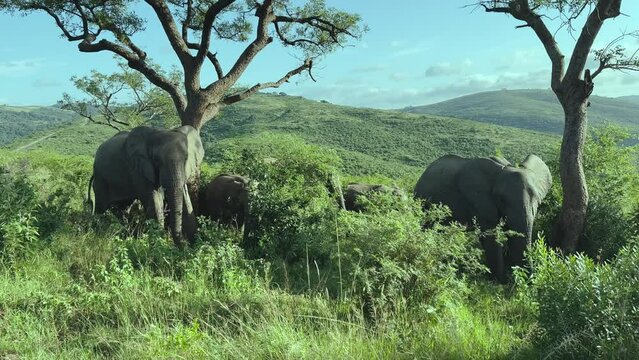 Elefanten im Naturreservat Hluhluwe Nationalpark S&uuml;dafrika