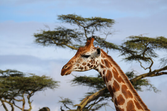 Giraffe Side Profile