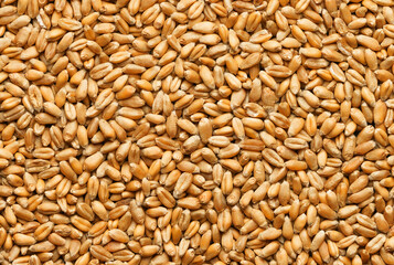 Fototapeta premium Wheat hard grain as background or texture