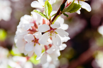 Cherry blossoms. Selective focus with shallow depth of field