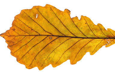 Oak leaf on a white background.