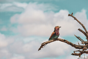 Lilac Breasted Roller in Kenya